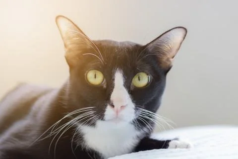 Cat portrait Foto stock