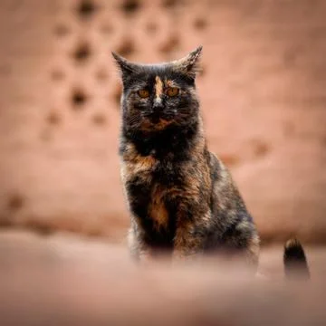 Cat Portrait Stock Photos