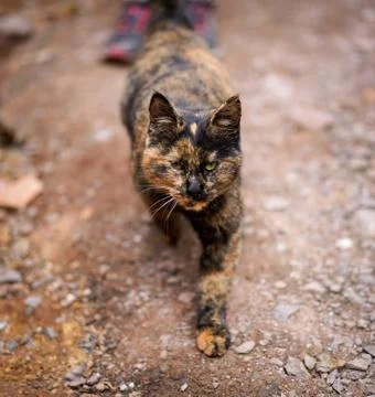 Cat Portrait Foto stock