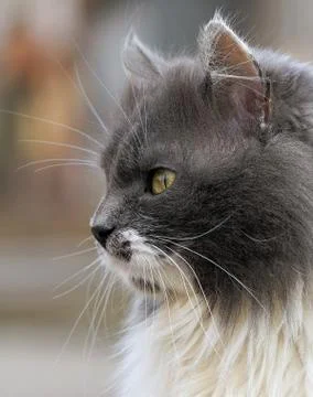 Cat portrait Stock Photos