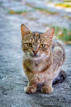 Cat portrait. Foto stock