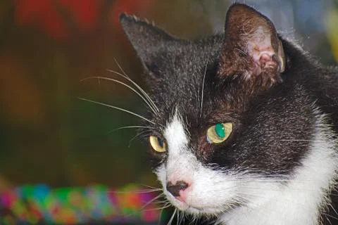 A Cat Portrait Stock Photos