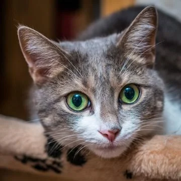 Cat portrait Stock Photos