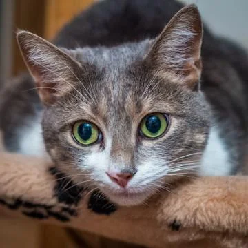 Cat portrait Stock Photos