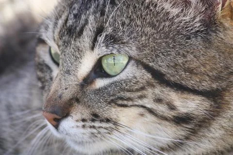 Cat Portrait 스톡 사진