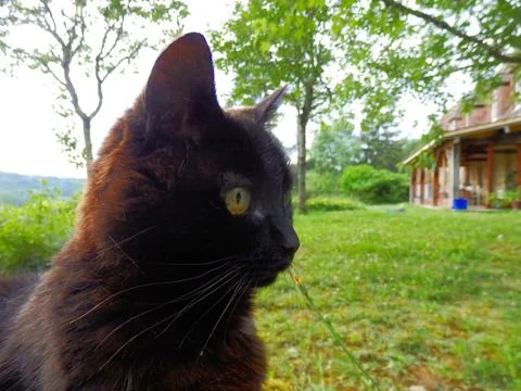 Cat portrait Stock Photos