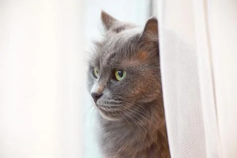 Cat portrait Stock Photos