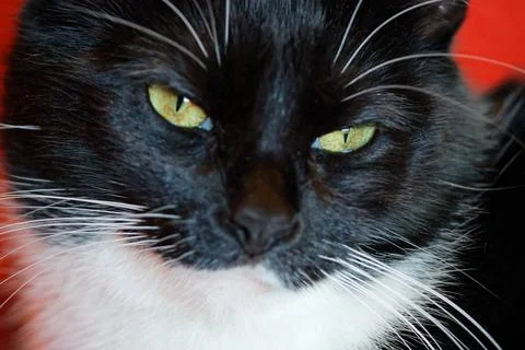 Cat Portrait Stock Photos