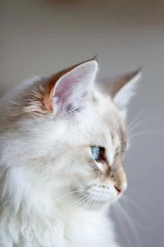 Cat portrait Foto stock