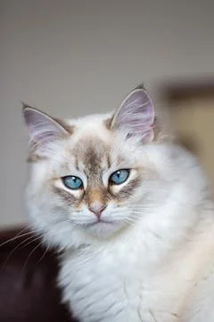 Cat portrait Foto stock