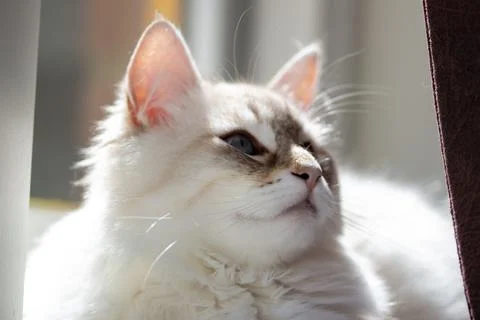 Cat portrait Foto stock