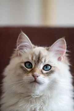 Cat portrait Foto stock