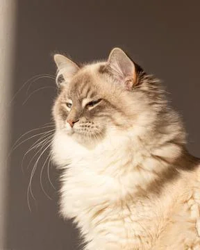 Cat portrait Foto stock