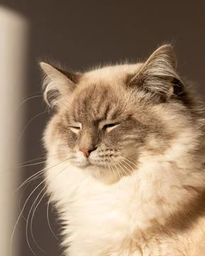 Cat portrait Foto stock