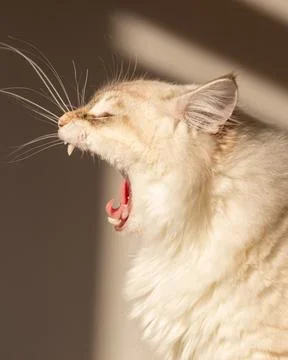 Cat portrait Foto stock