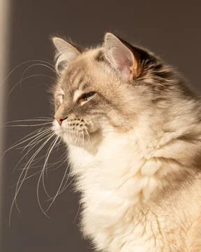 Cat portrait Foto stock