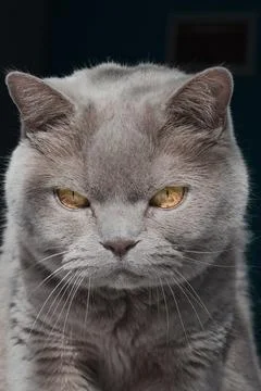 Cat portrait Stockfoto's