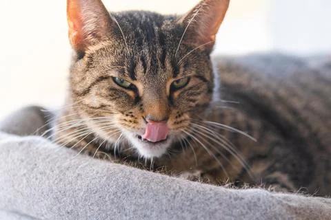 Cat portrait Stock Photos