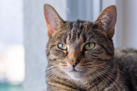 Cat portrait Foto stock