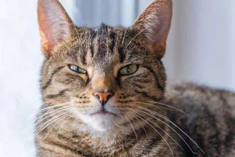 Cat portrait Stock Photos
