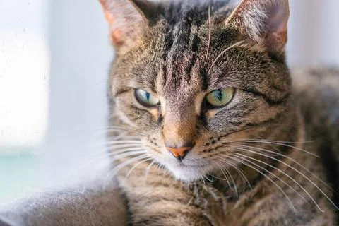 Cat portrait Stock Photos