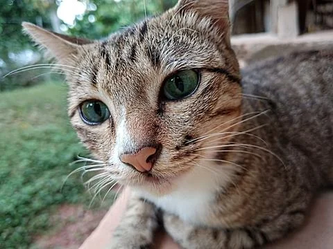 Cat portrait Stock Photos