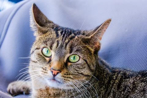 Cat portrait Stock Photos