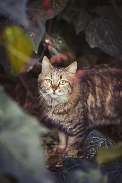 Cat Portrait Stock-Fotos