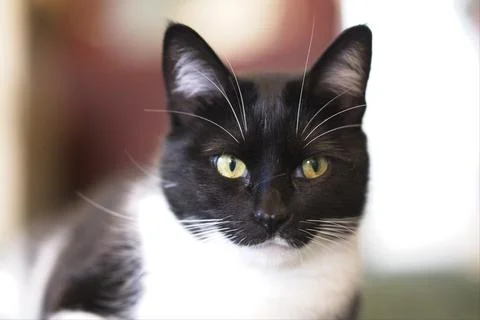 Cat Portrait Stock Photos