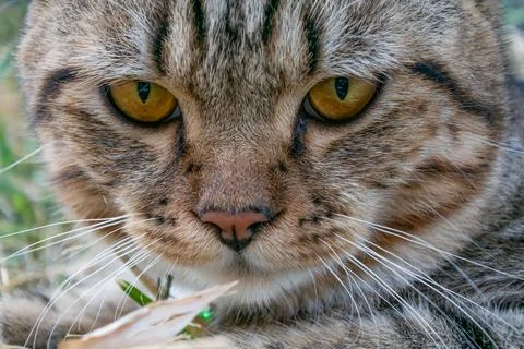 Cat portrait Stock-Fotos