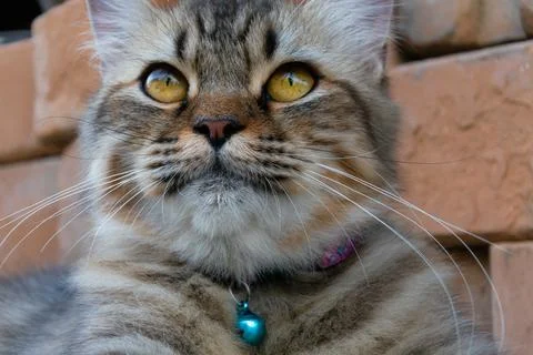 Cat portrait Stock Photos