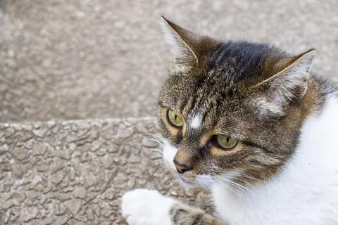 Cat portrait Stock Photos