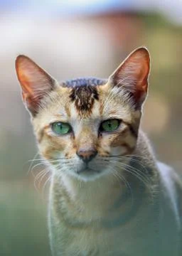 Cat portrait. Selective focus. Shallow depth of field. Background blur. Stock Photos