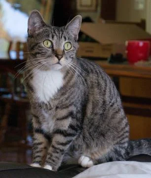 Cat Portrait sitting Stock Photos