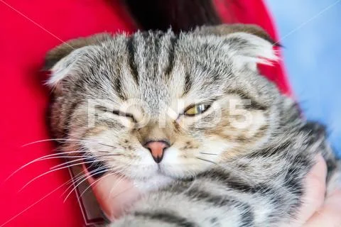 Cat portrait with squint eyes Stock Photos