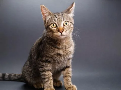 Cat portrait in a studio shot Stock Photos