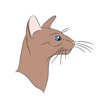 Cat portrait, vector, white background Illustrazione stock