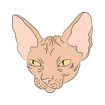 Cat portrait, vector, white background Stock Illustration