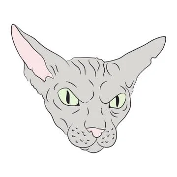 Cat portrait, vector, white background Stock Illustration