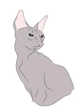 Cat portrait, vector, white background Stock Illustration