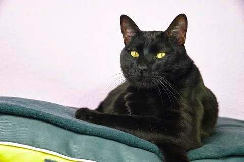 Cat with a pose Stockfoto's