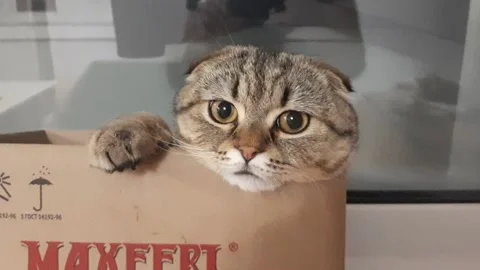 The cat poses sitting in a box 動画素材 171435205