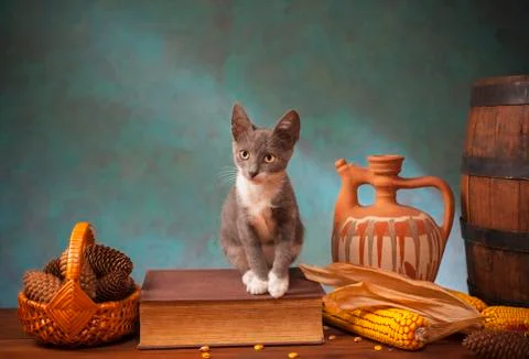 Cat posing for on a book on the table Foto stock