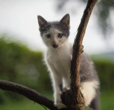 Cat posing on a branch 스톡 사진