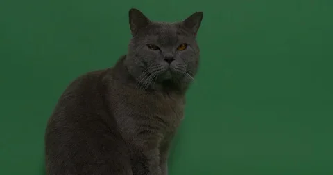 Cat posing Stock Footage 103003022