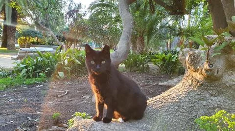 Cat posing for me in the sun. Foto stock