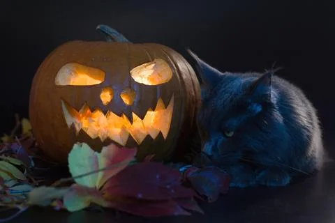 Cat posing in studio on black background with halloween pumpkin Stock Photos