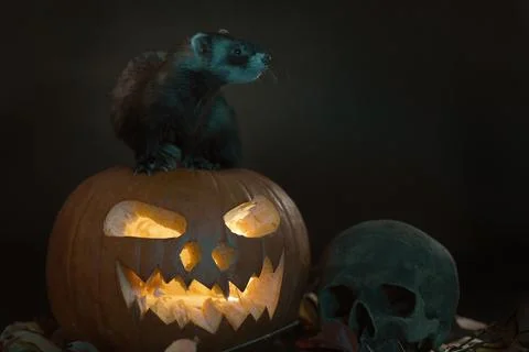 Cat posing in studio on black background with halloween pumpkin Stock Photos