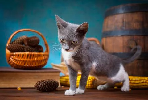 Cat posing for in the studio on a wooden table Foto stock