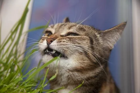 Cat posing while in the grass Stock Photos